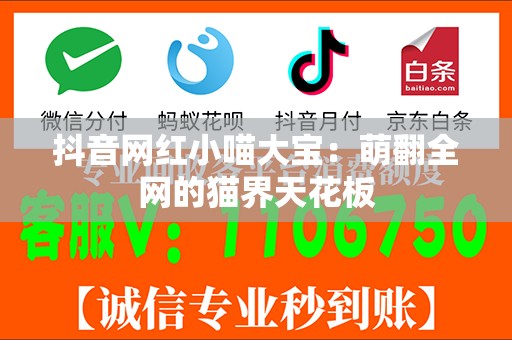 抖音网红小喵大宝：萌翻全网的猫界天花板