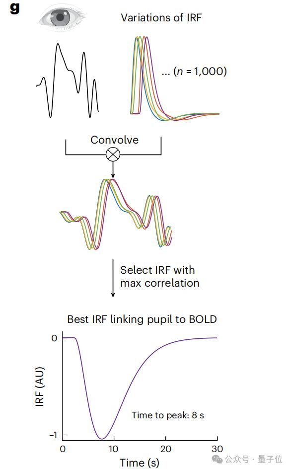 熬夜后走神不是你的错,而是自救机制在“洗脑” | Nature